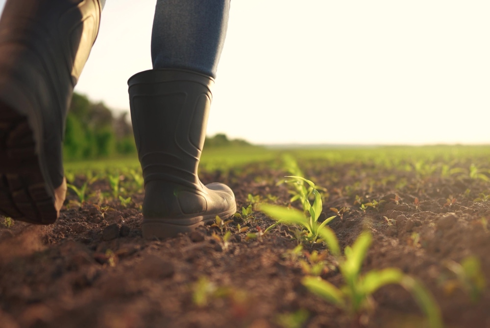 New overtime rules phased-in for agricultural workers